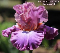 /album/a11/prissy-christy-tom-burseen-2014-jpg/